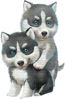 husky dogs - PNG gratuit
