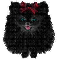 Pomeranian - GIF animate gratis