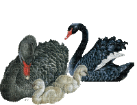 cygne noir gif swan black