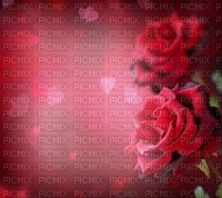 Fond rose rouge background flower red flower - gratis png