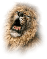 lion - фрее пнг