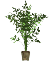 plant-Pianta -Kruka - δωρεάν png
