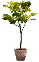 plant pot - png grátis