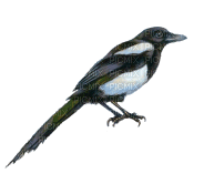 oiseau - Nemokamas animacinis gif