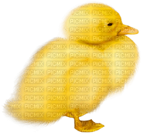 Duck.Yellow.Orange - besplatni png
