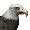 eagle - GIF animasi gratis