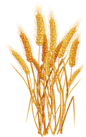 wheat Bb2 - nemokama png