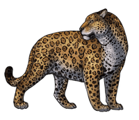 jaguar - gratis png