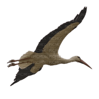 stork - PNG gratuit