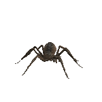 Spider bp - Бесплатный анимированный гифка