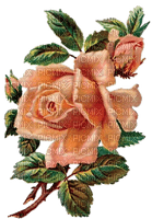 Rose mit Knospe, Orangerot - png gratis