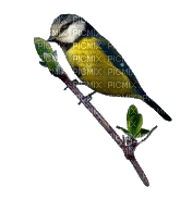 Oiseau - Bezmaksas animēts GIF