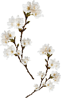 flower branch white blanc fleurs branche - GIF animé gratuit