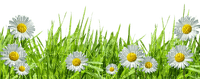 daisies flowers sunshine3 - ücretsiz png