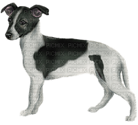 Kaz_Creations Dogs Dog - PNG gratuit