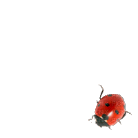 ladybug, sunshine3 - GIF animado gratis