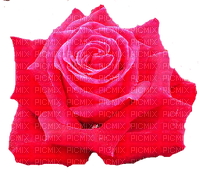 trandafir 29 - png gratis