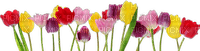 Blumen - kostenlos png