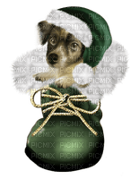 Noel de chien - png gratis