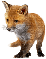 Kaz_Creations Animals-Fox - 無料png