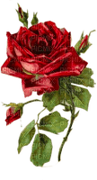 Vintage Rose - bezmaksas png