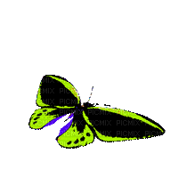 Butterflies - Jitter.Bug.Girl