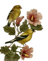 Vögel, Gelb, Grün, Birds - png grátis