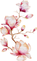 Magnolia  Bb2 - nemokama png