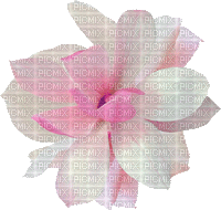 kwiat kolor - GIF animé gratuit