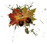 automne feuilles deco autumn leaves deco - PNG gratuit