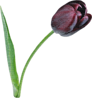 Kaz_Creations Deco Flowers Tulips Flower - bezmaksas png
