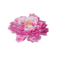 blomma-pink-rosa - 無料png