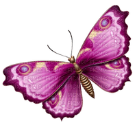 dulcineia8 borboletas - ücretsiz png