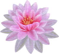 pink water lily - ücretsiz png