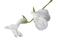 white flower - Nemokamas animacinis gif