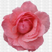 Mozgó rózsa - GIF animado gratis
