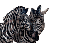 zebra bp - png ฟรี