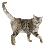 animalss cats nancysaey - darmowe png