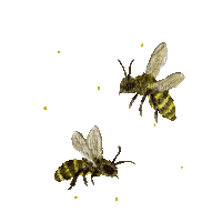 Bee Honey - Bogusia - GIF animé gratuit