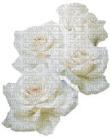White Roses-RM - PNG gratuit