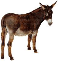 burro - nemokama png
