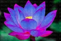 lotus - Free PNG