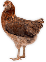 Kaz_Creations Chicken - Free PNG