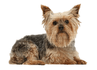 patymirabelle chien yorkshire - png ฟรี
