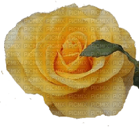 trandafir - ücretsiz png