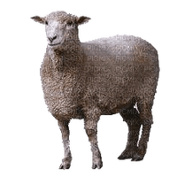 Kaz_Creations Sheep - png grátis