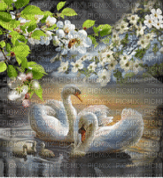 swans bp - Безплатен анимиран GIF