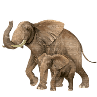 minou52-djur-elefant - 免费PNG