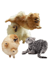Pomeranian/Poes - png gratis