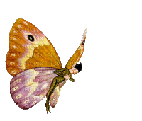 chantalmi papillon butterfly  fairy fée - GIF เคลื่อนไหวฟรี